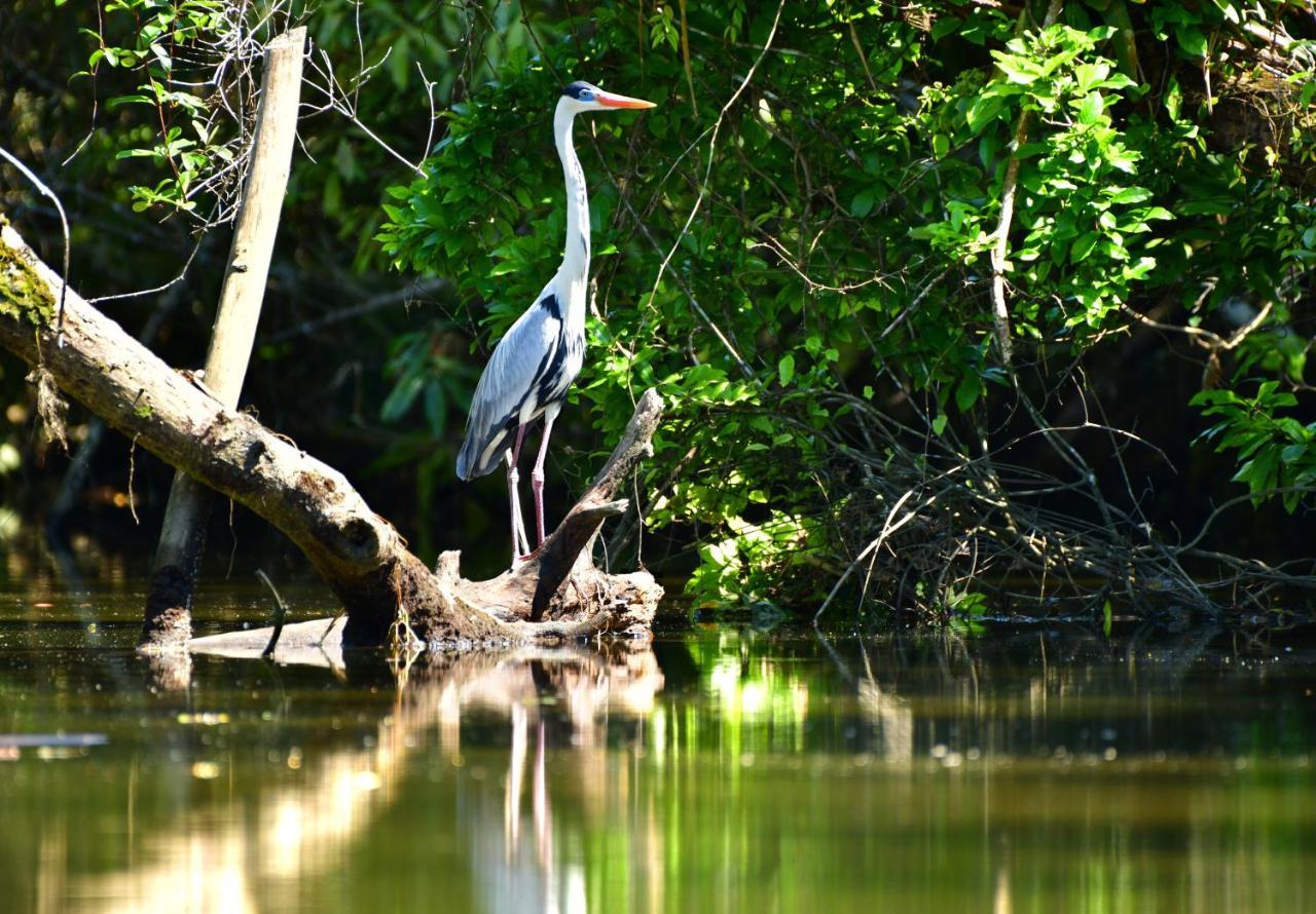 Вілла Casa A Beira Do Rio Jaguareguava Na Mata Atlantica Em Bertioga Sp Екстер'єр фото